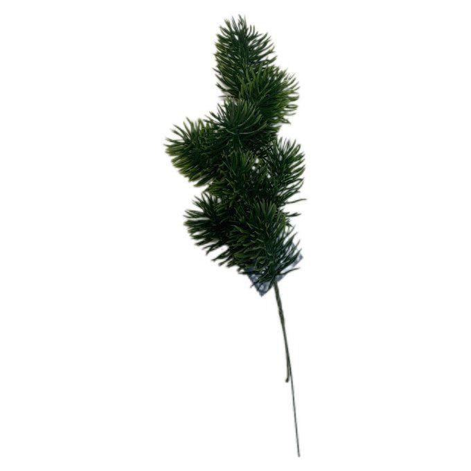 Sapin vert