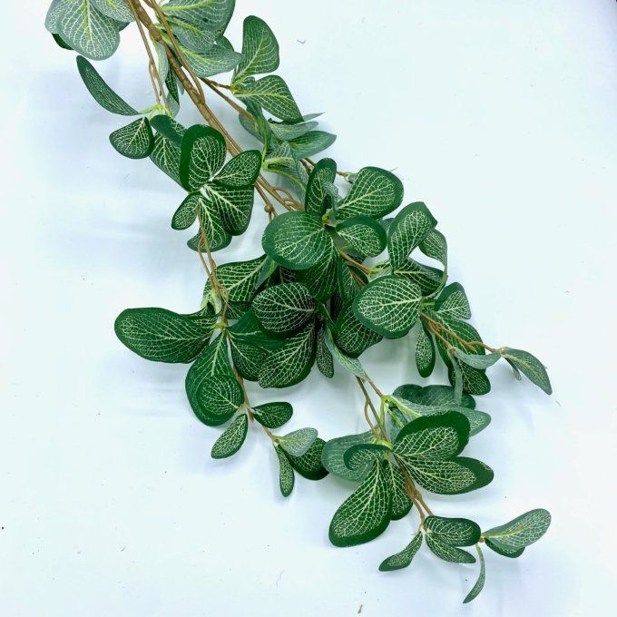 Dossinia Sauge