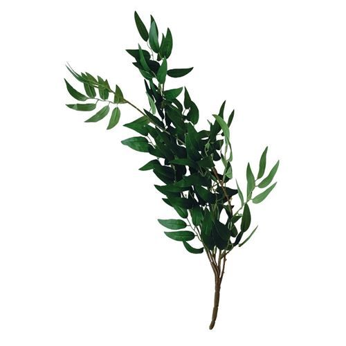 Troène couleur Vert