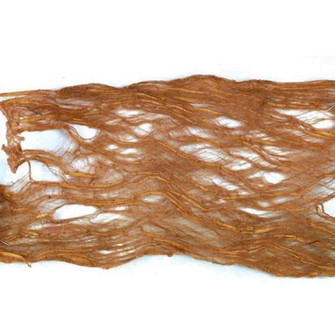 Ruban d’écorce de noisette